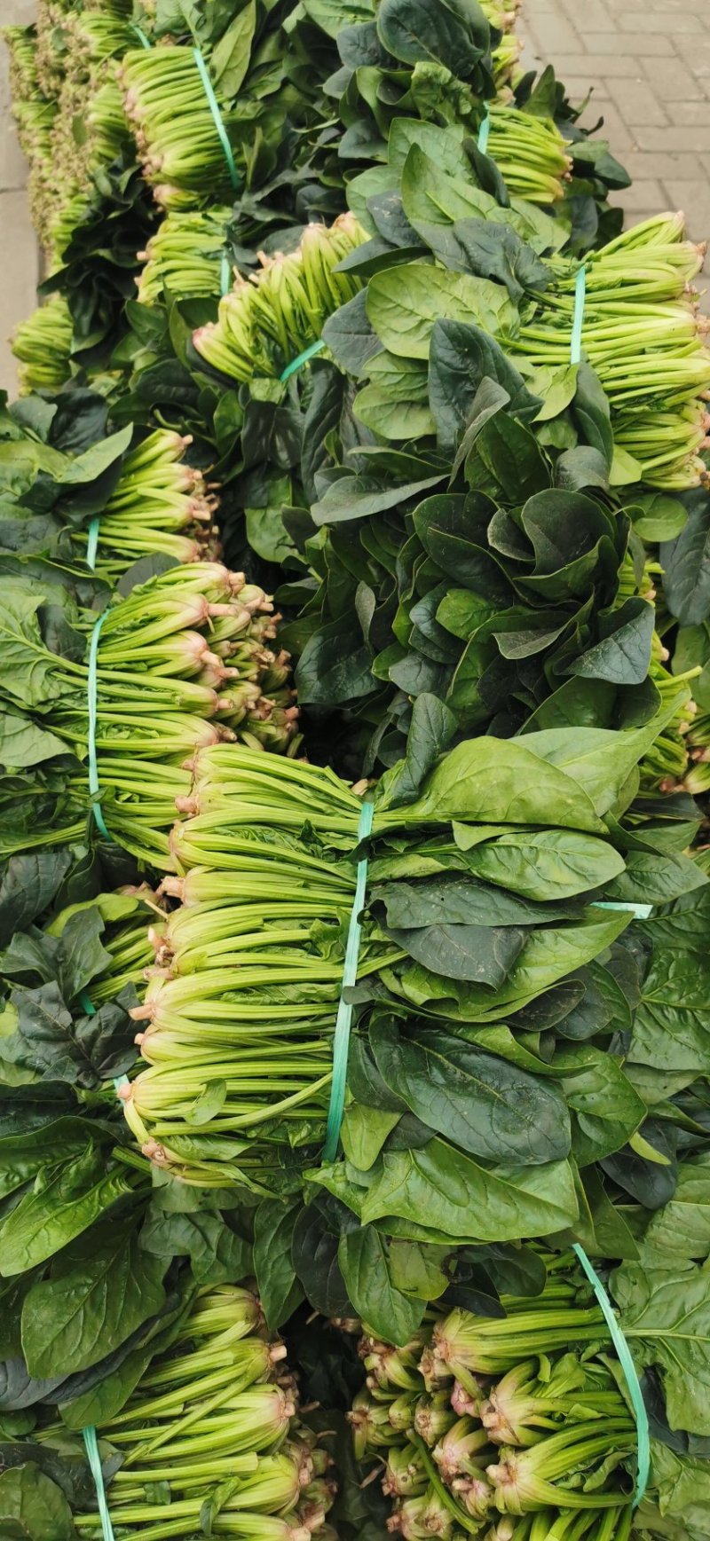 菠菜黑菠菜黄菠菜品种齐全量大从优