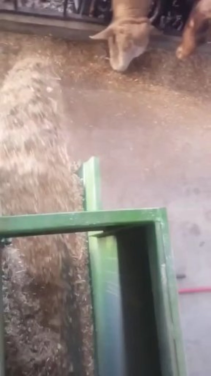 种牛品质保证你养牛我回收包教包会包成活