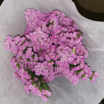 好花平价勿忘我年花拜佛求缘，第一首选