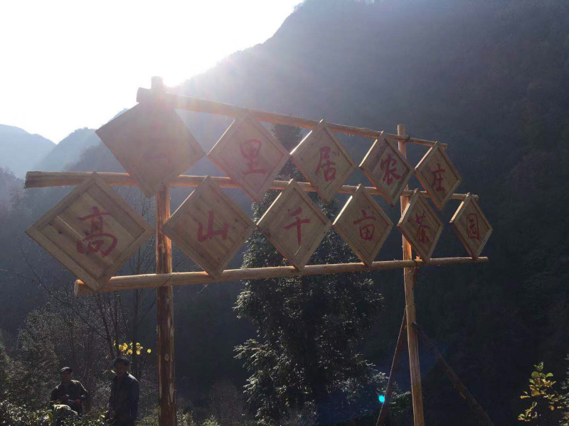 高山生态茶