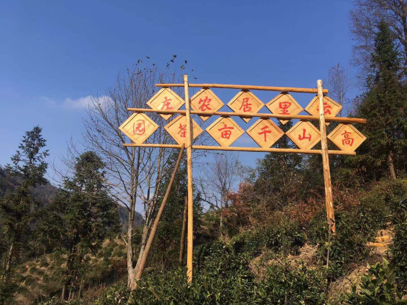 高山生态茶