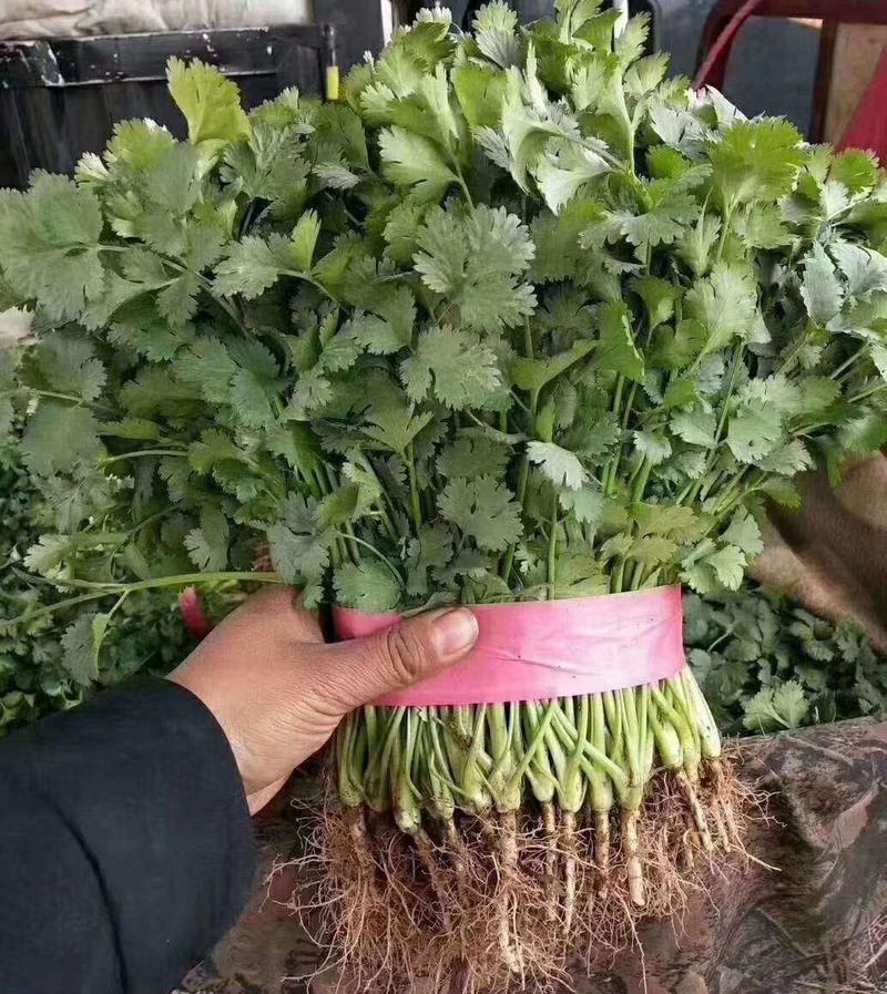 河北邯郸大叶香菜25~30厘米以上产地直供，价格低谦