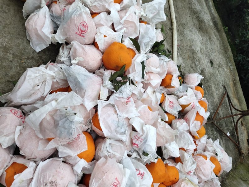 耙耙柑又明春见味道纯甜颜色好长期有货