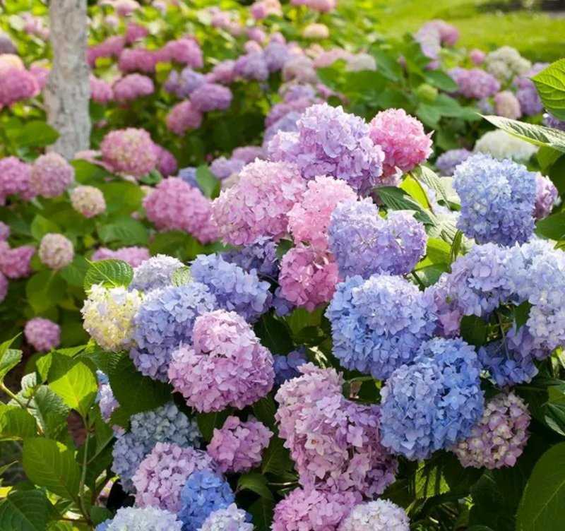变色绣球花苗【老桩】规格齐全庭院种上几颗美美哒
