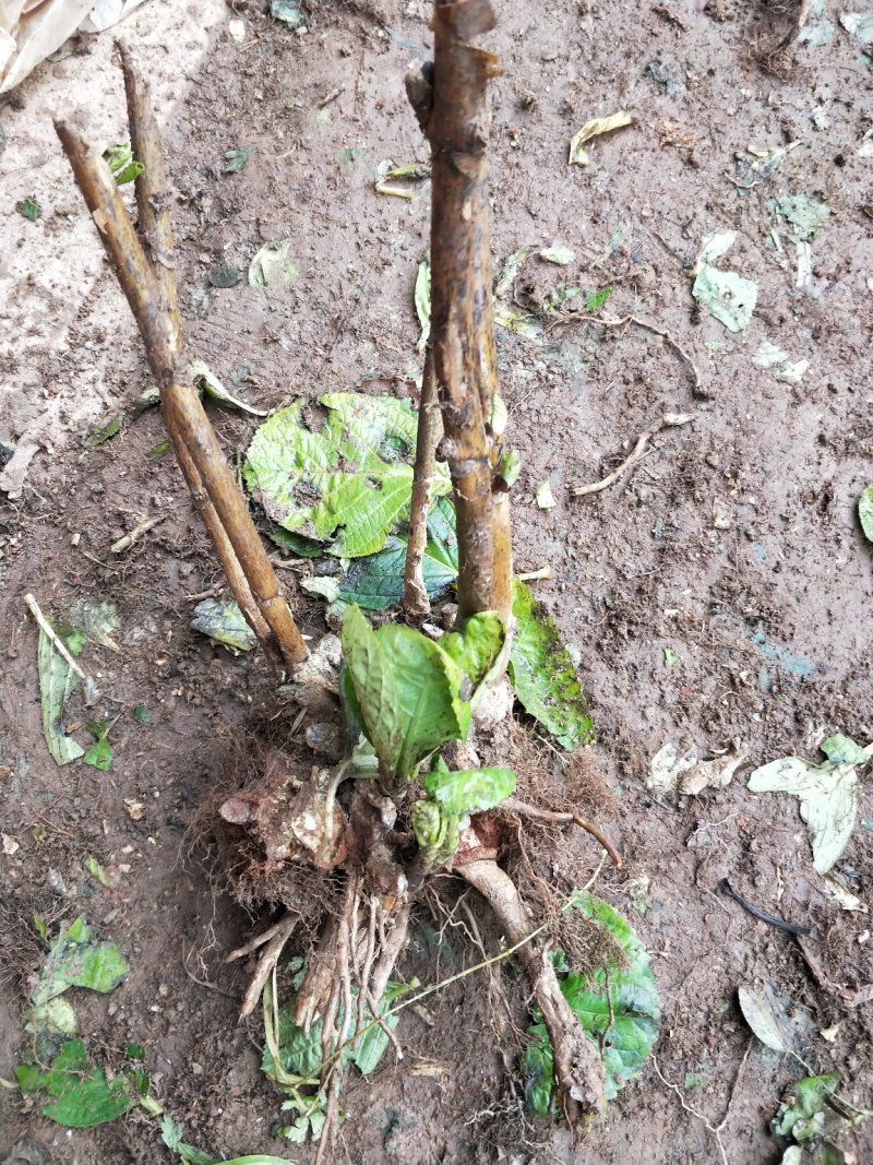 变色绣球花苗【老桩】规格齐全庭院种上几颗美美哒