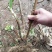 变色绣球花苗【老桩】规格齐全庭院种上几颗美美哒