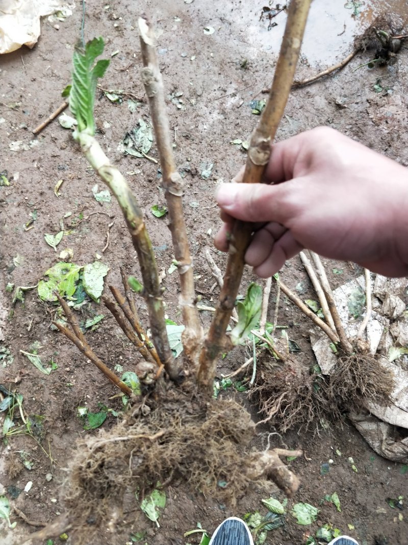 变色绣球花苗【老桩】规格齐全庭院种上几颗美美哒