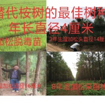 预售(9月份下订单)湿加松“菌根”苗年长直径4厘米