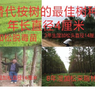 预售(9月份下订单)湿加松“菌根”苗年长直径4厘米