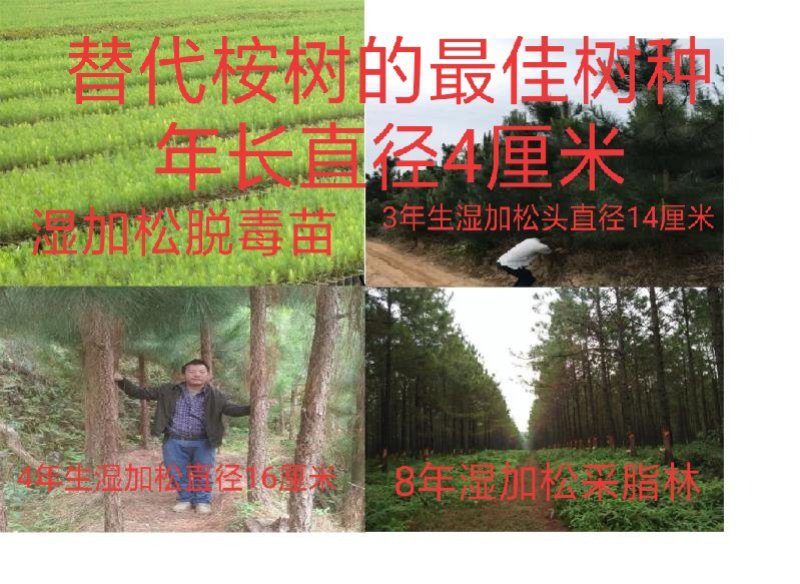 预售(9月份下订单)湿加松“菌根”苗年长直径4厘米
