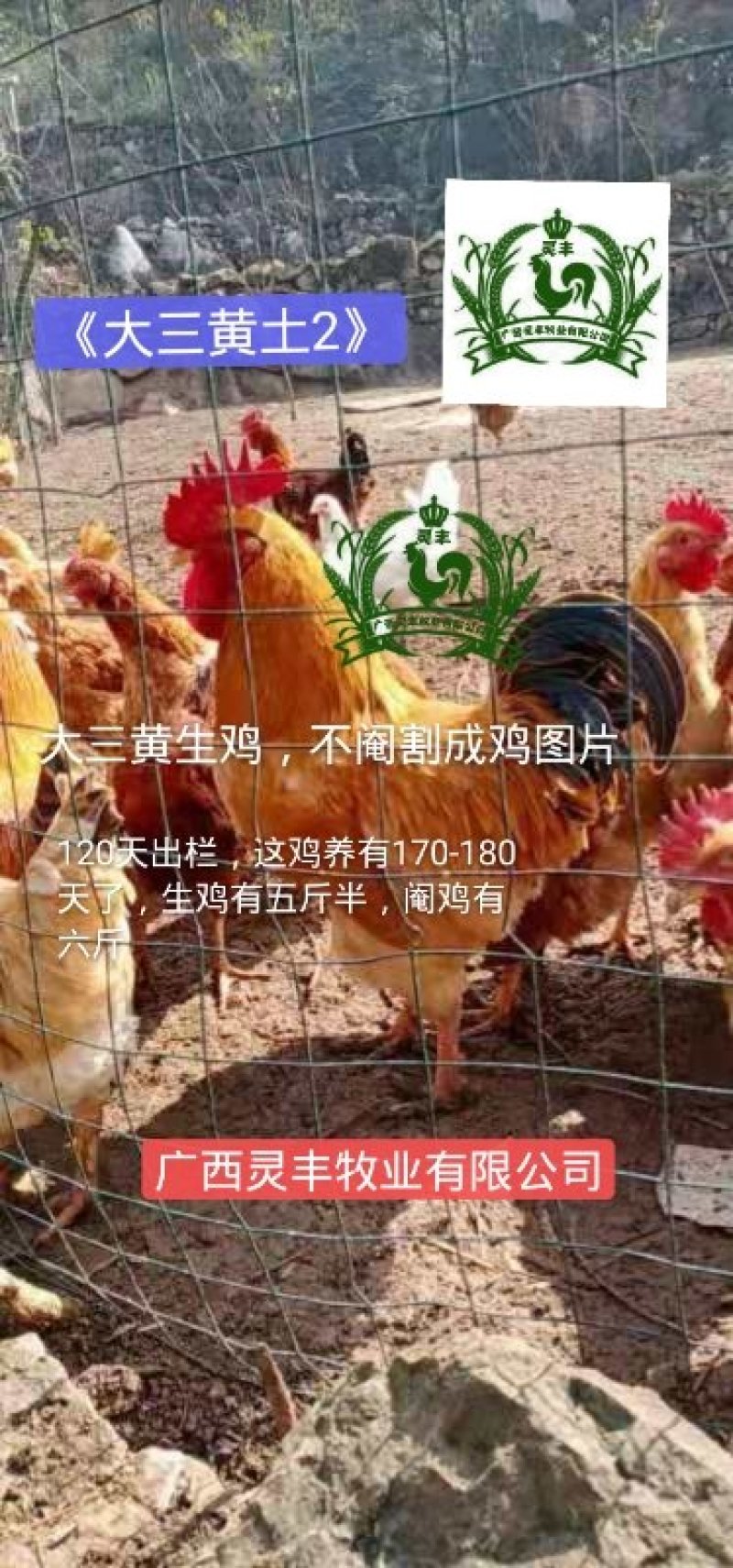 三黄鸡苗【高销量热卖】《有经营许可证》买卖更放心