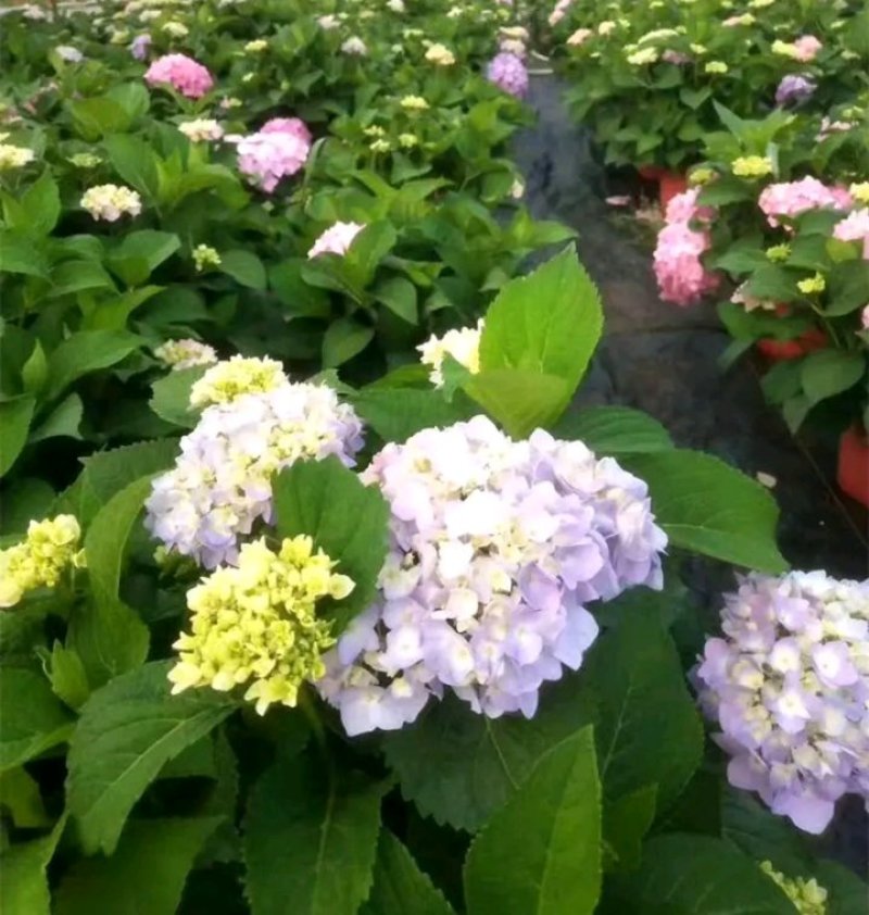 老桩绣球花苗繁殖效率高试种一颗繁殖数棵花色齐全欢迎购