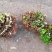 老桩绣球花苗繁殖效率高试种一颗繁殖数棵花色齐全欢迎购