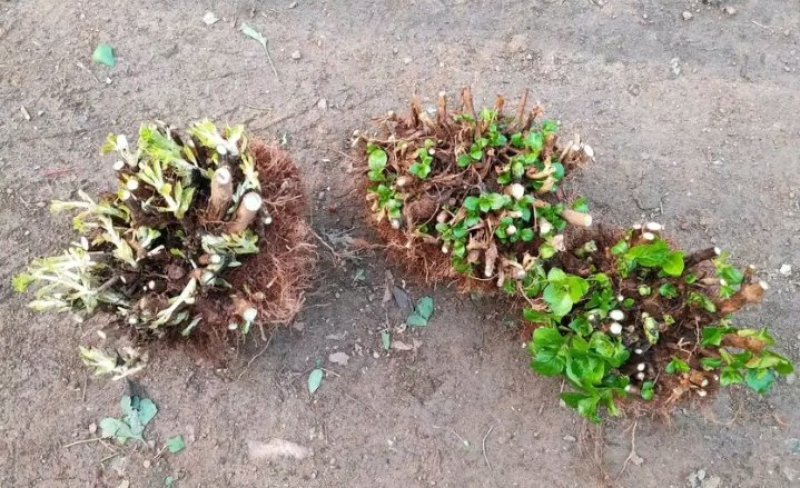 老桩绣球花苗繁殖效率高试种一颗繁殖数棵花色齐全欢迎购