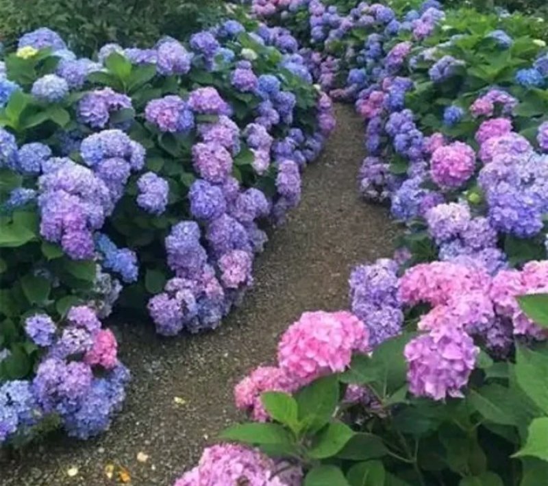 老桩绣球花苗繁殖效率高试种一颗繁殖数棵花色齐全欢迎购