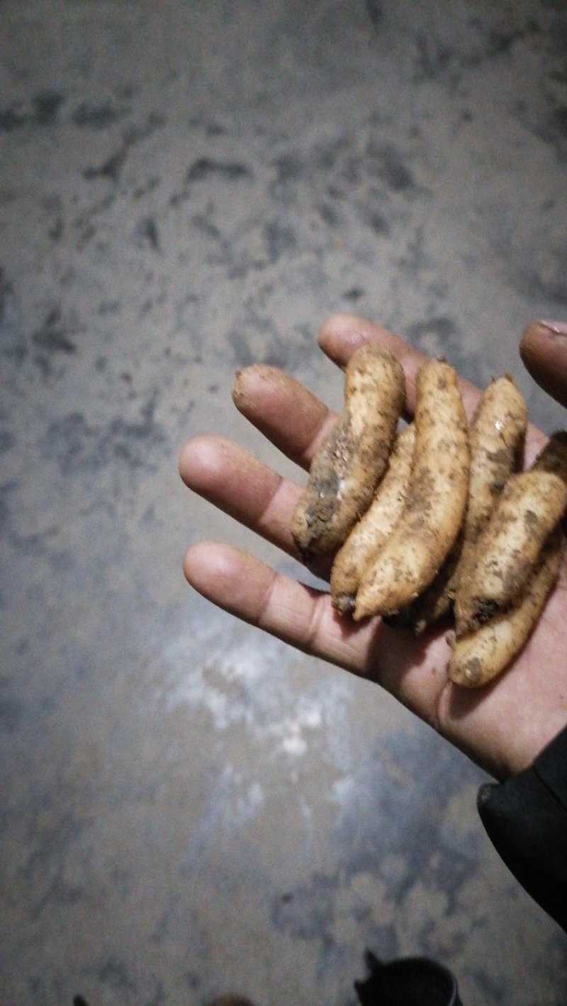 天麻，各个规格野天麻。