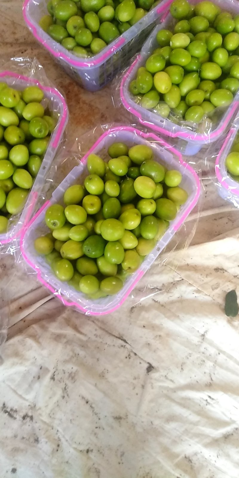 台湾大青枣