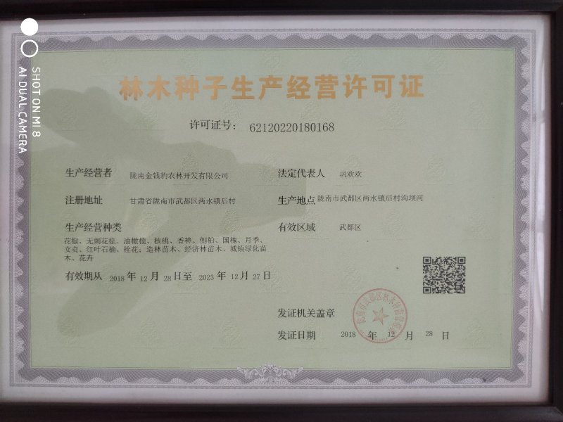 油橄榄树苗植物经济林木苗绿化树苗全国包邮