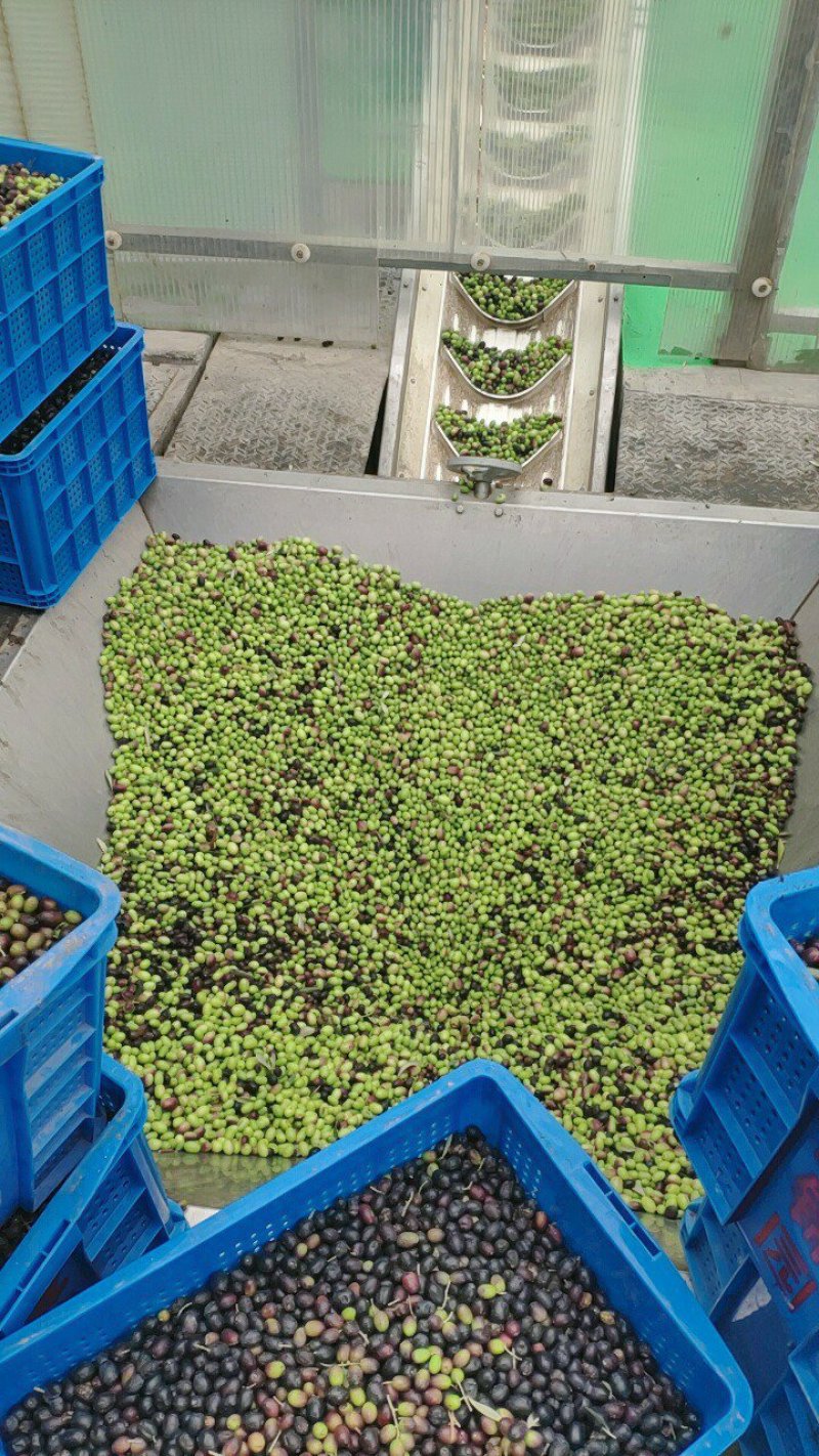 油橄榄树苗植物经济林木苗绿化树苗全国包邮