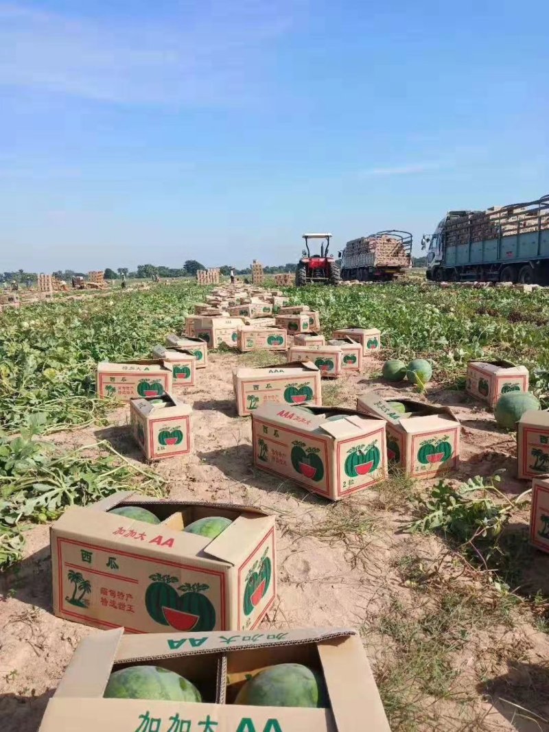 花皮无籽西瓜8斤打底8成熟1茬，口感很好，含糖量高
