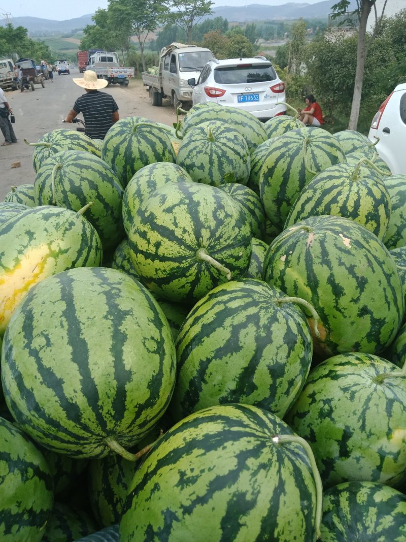 甜王西瓜大量上市，产地值销，专业代收，代发保质保量