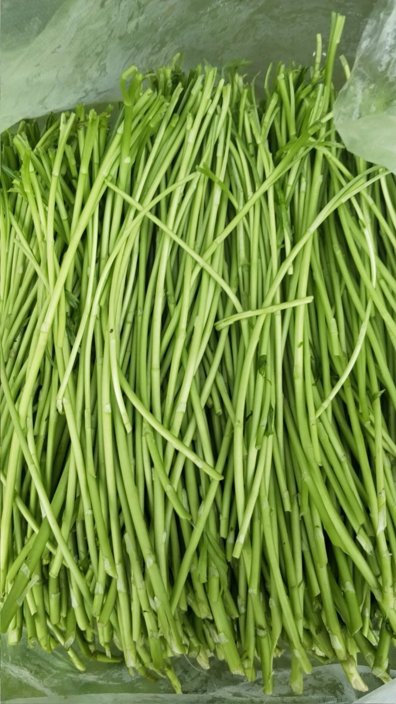 自己种的精品芦篙大量上市