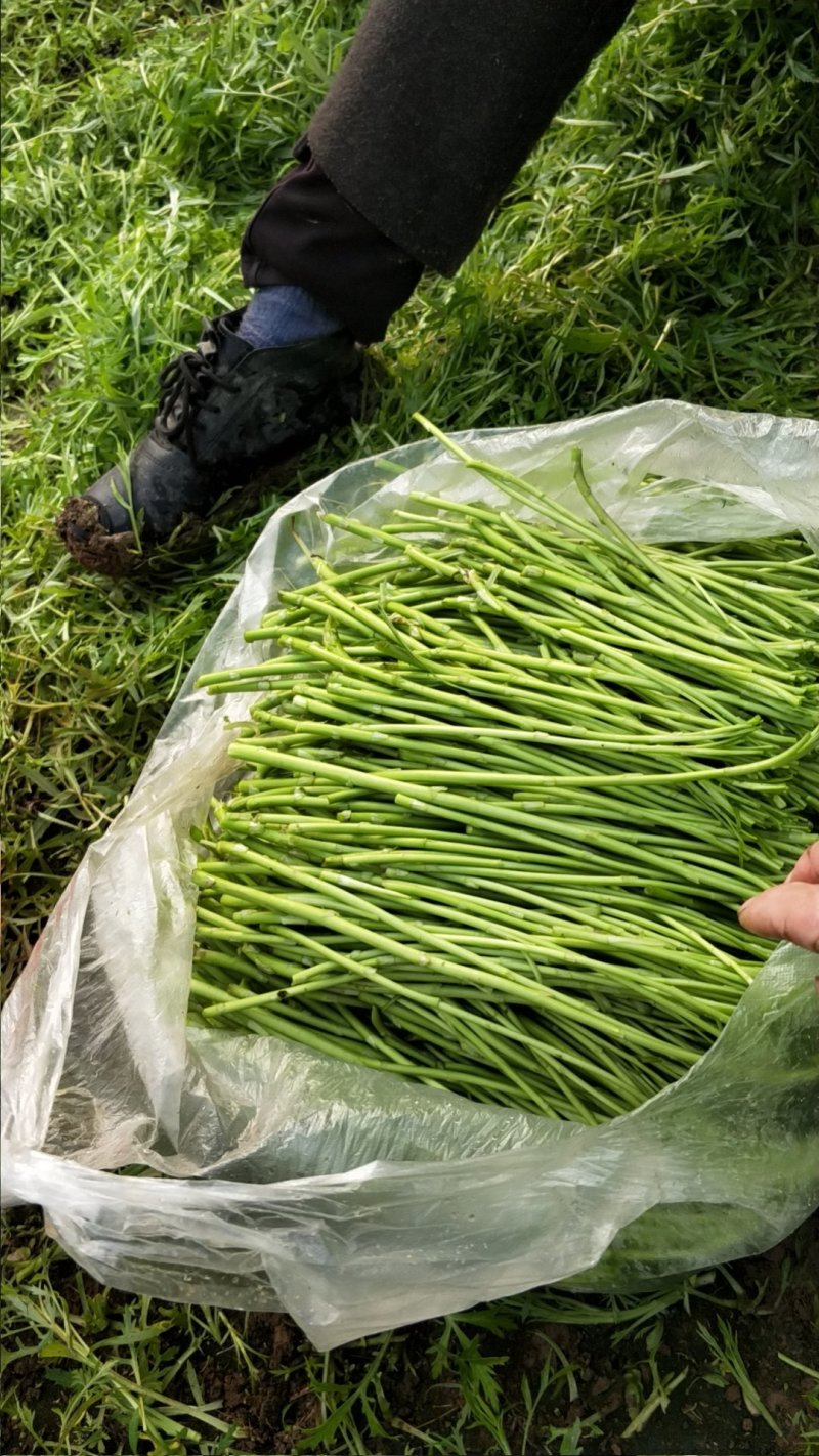 自己种的精品芦篙大量上市