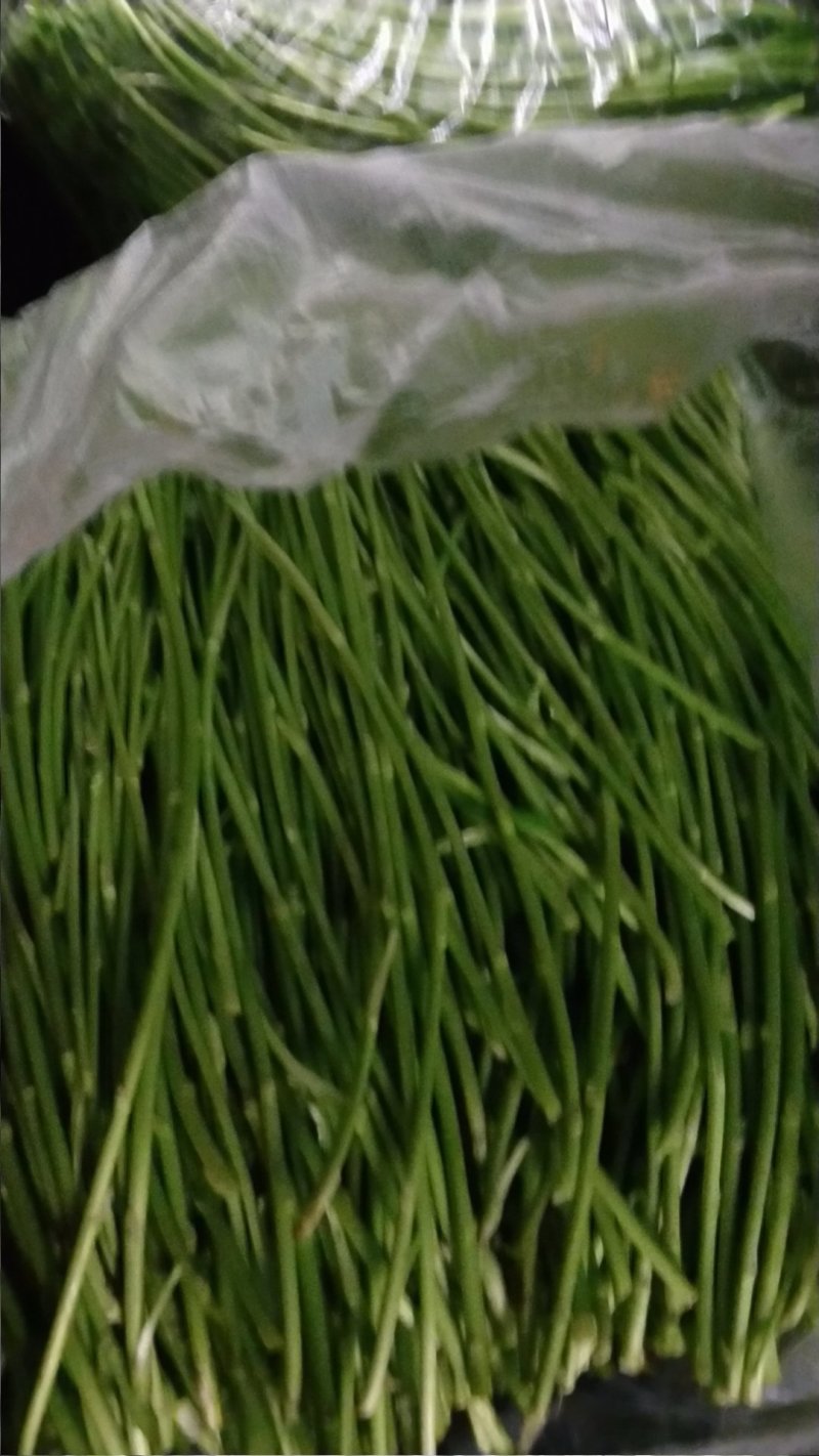 自己种的精品芦篙大量上市
