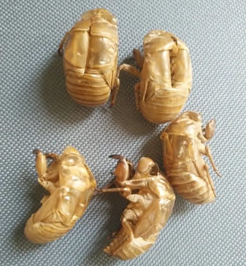 陕西产，蝉蜕，虫腿，水洗
