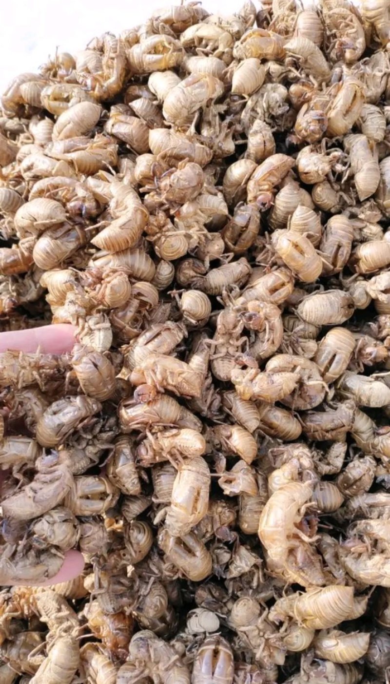 陕西产，蝉蜕，虫腿，水洗