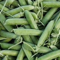 长寿仁豌豆青豌豆大量上市，需要的老板18187705