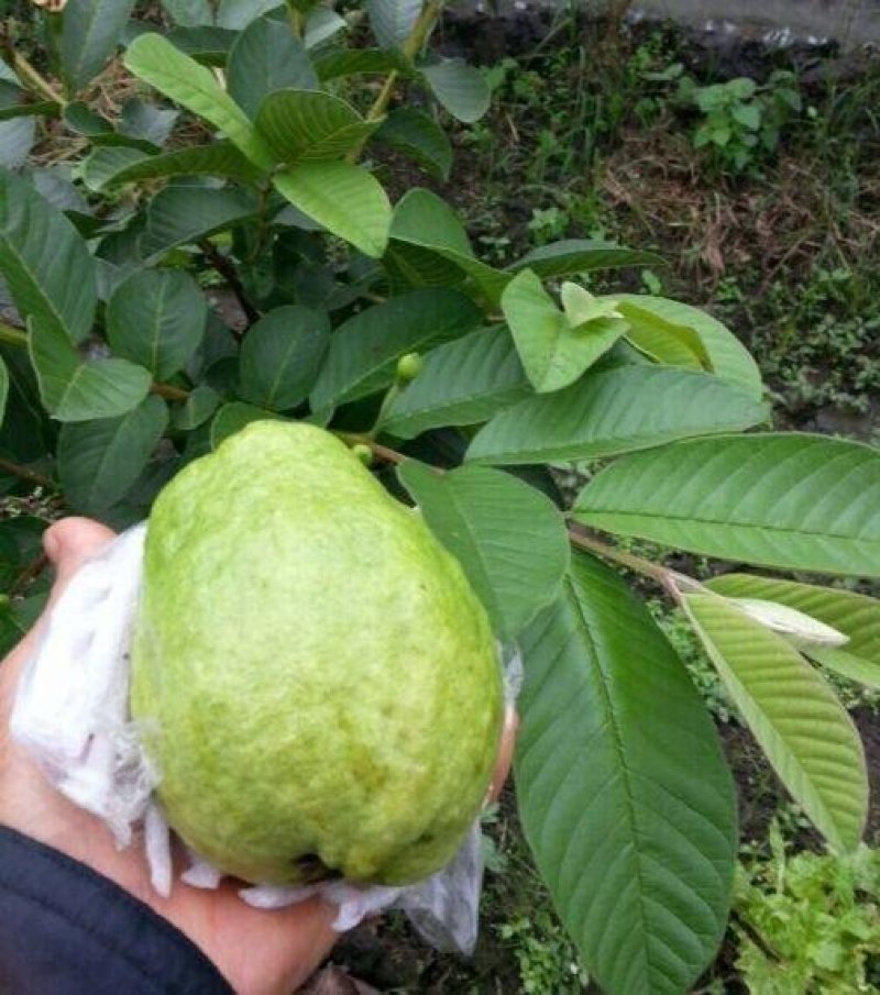 红心芭乐味番石榴苗番石榴嫁接苗1-2年当年结果