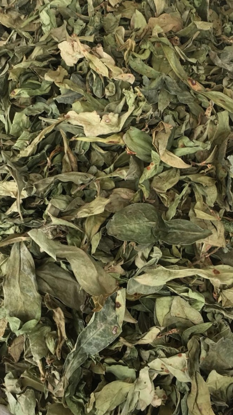 龙利叶龙脷叶【包邮】三斤起发货可批量可零售量大从优