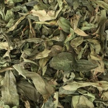 龙利叶龙脷叶【包邮】三斤起发货可批量可零售量大从优