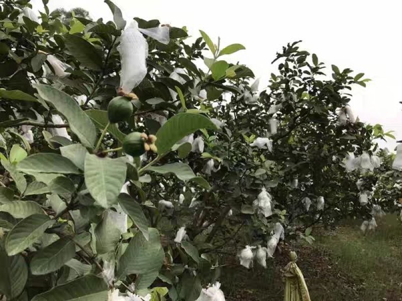 胭脂红番石榴苗正品发货两年苗包邮