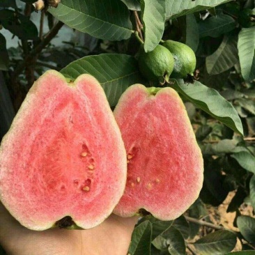 红心芭乐味番石榴苗番石榴嫁接苗1-2年当年结果