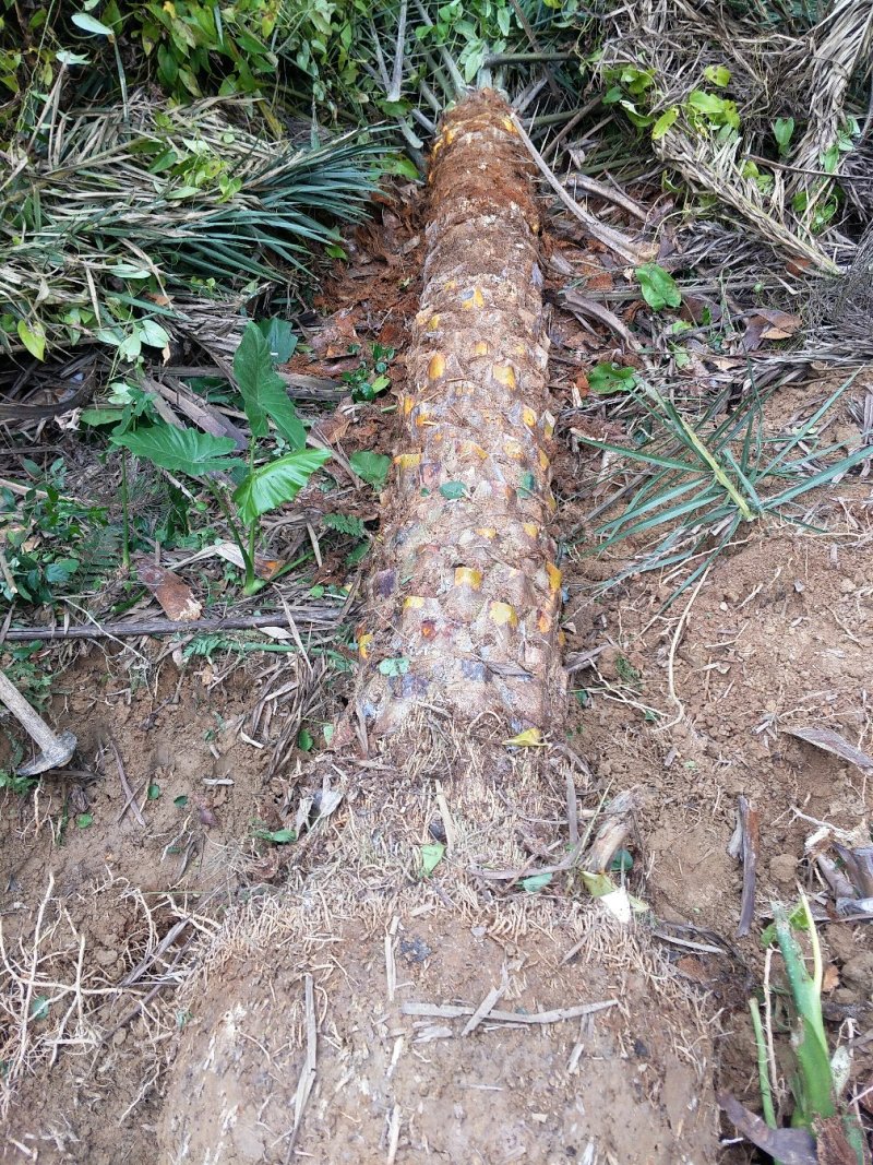 银海枣