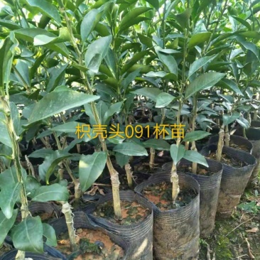 091无核，少核沃柑袋苗地苗！假一赔十！欢迎考察订购