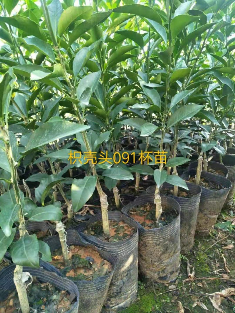 091无核，少核沃柑袋苗地苗！假一赔十！欢迎考察订购