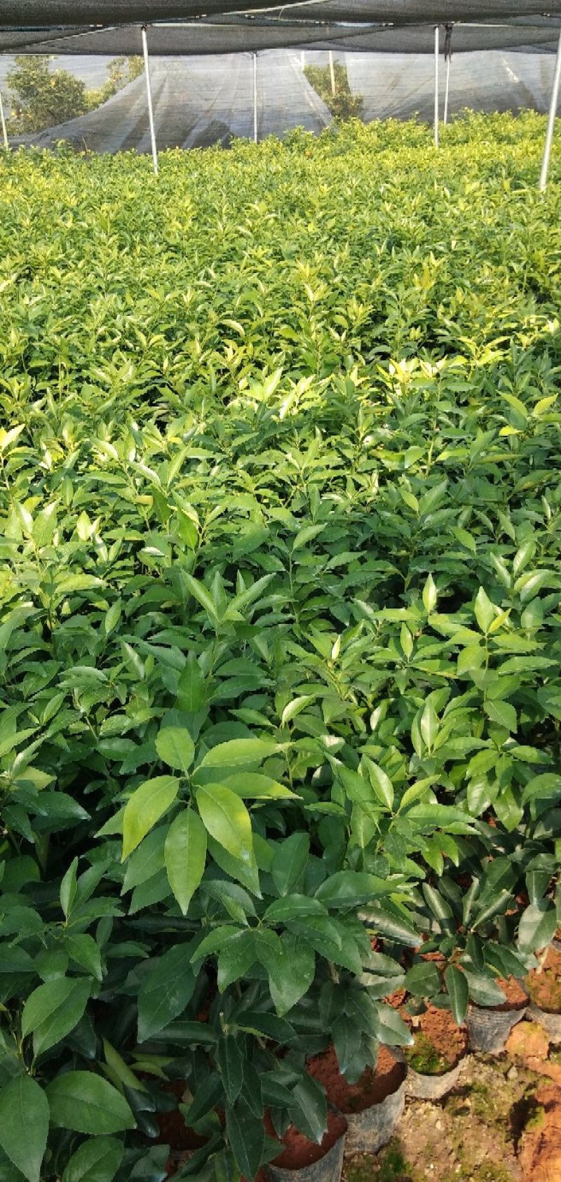 091无核，少核沃柑袋苗地苗！假一赔十！欢迎考察订购