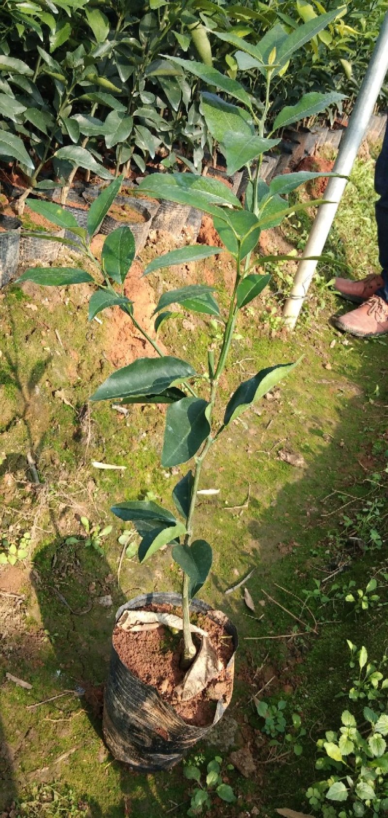 091无核，少核沃柑袋苗地苗！假一赔十！欢迎考察订购