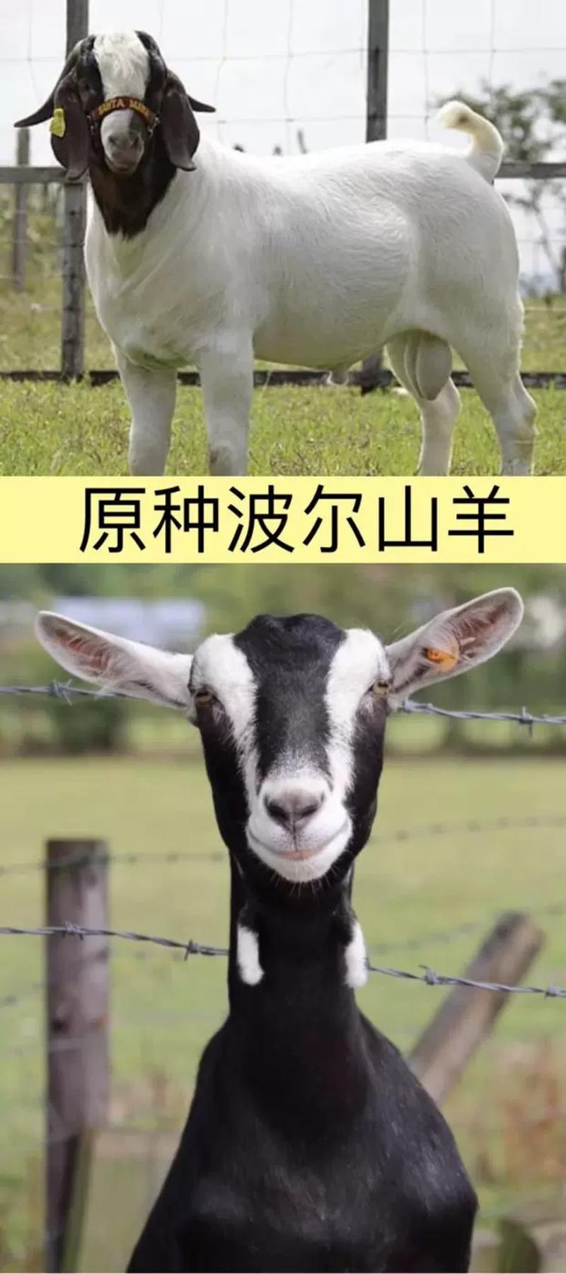 红鹿奶山羊，萨能奶山羊，羊苗，种公羊货到付款。免费运输。