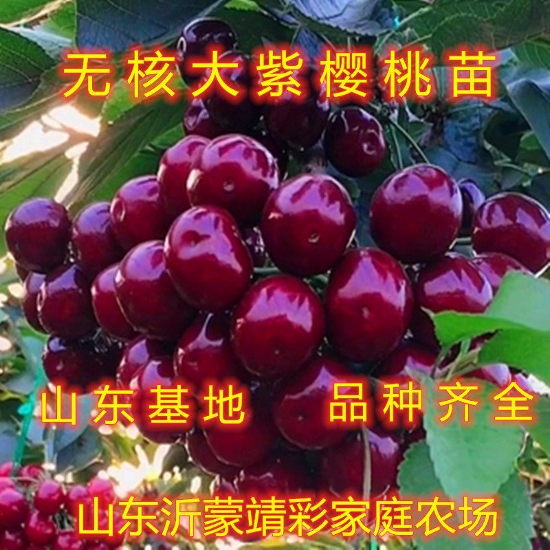 无核大紫樱桃树苗品种樱桃树苗南北方种植樱桃苗
