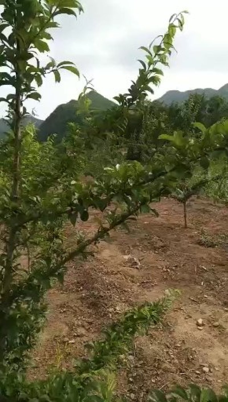 新品种一点红美人醉李子苗嫁接脱毒育苗自花授粉抗寒抗旱