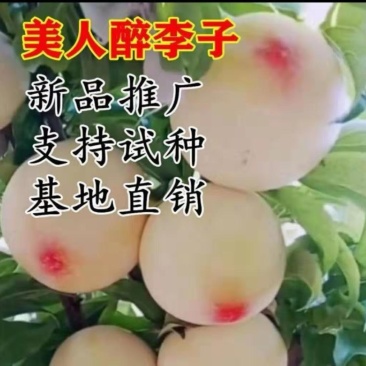 新品种一点红美人醉李子苗嫁接脱毒育苗自花授粉抗寒抗旱