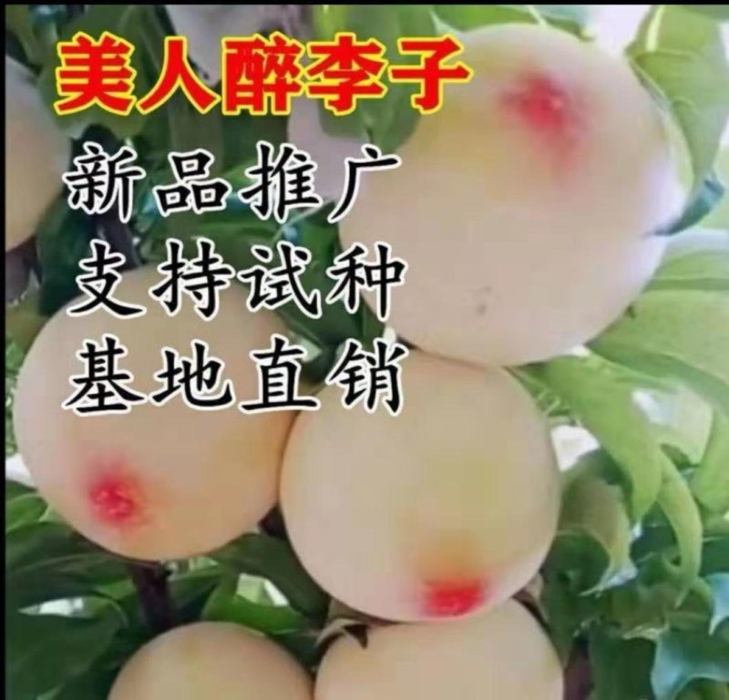 新品种一点红美人醉李子苗嫁接脱毒育苗自花授粉抗寒抗旱