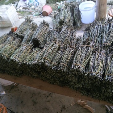 铁皮石斛单年草