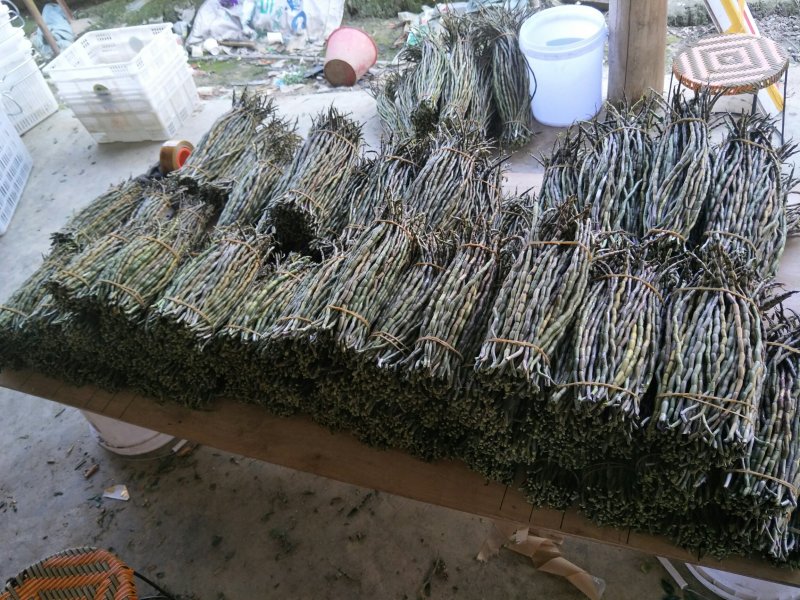 铁皮石斛单年草