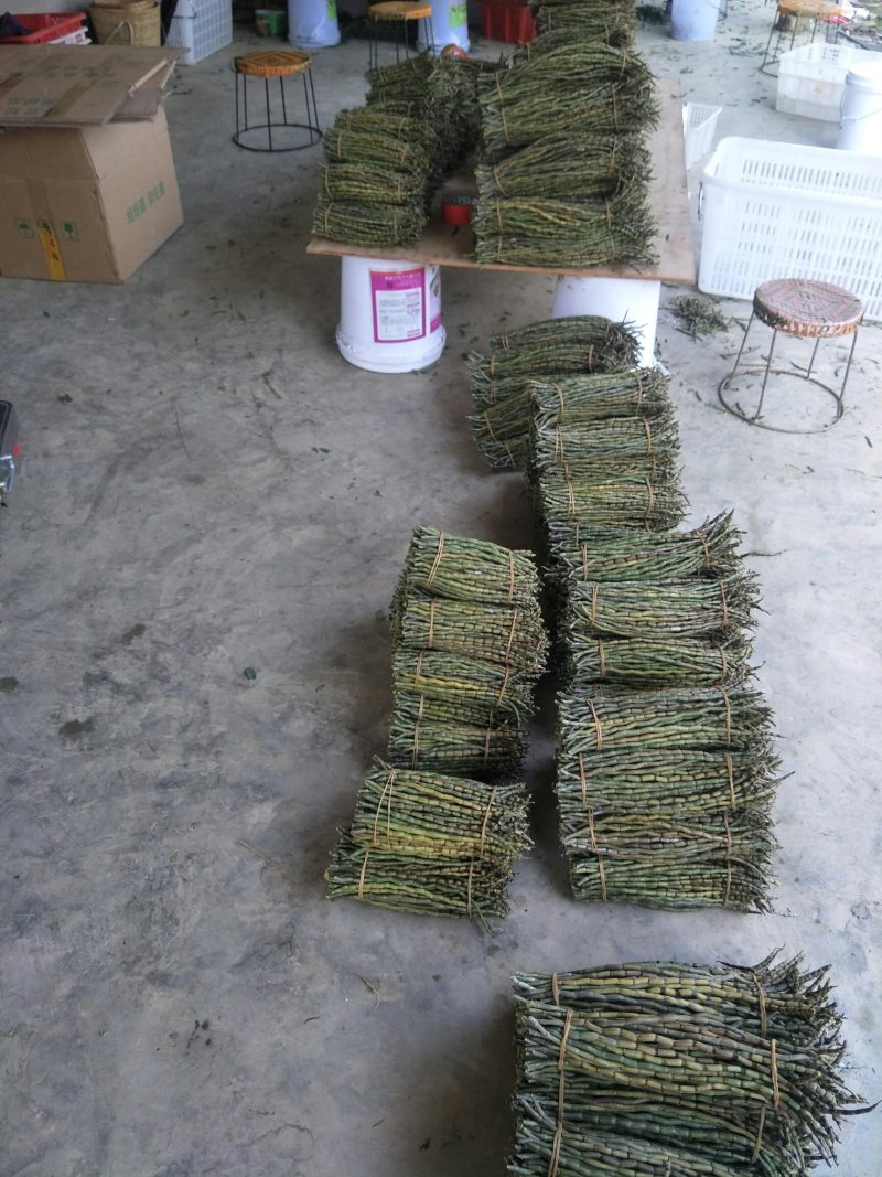铁皮石斛单年草