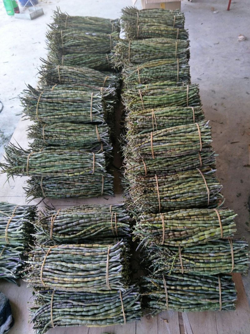 铁皮石斛单年草